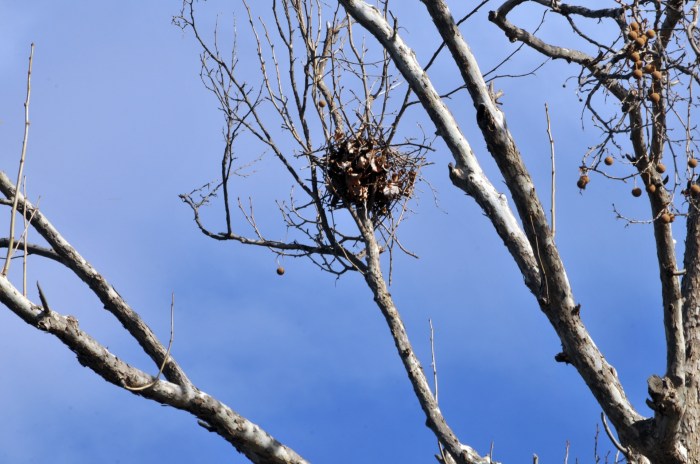 Free photo: Bird'S Nest, Nest, Bird Eggs - Free Image on Pixabay - 788680 Nest Protect Smoke and Carbon Monoxide Detector